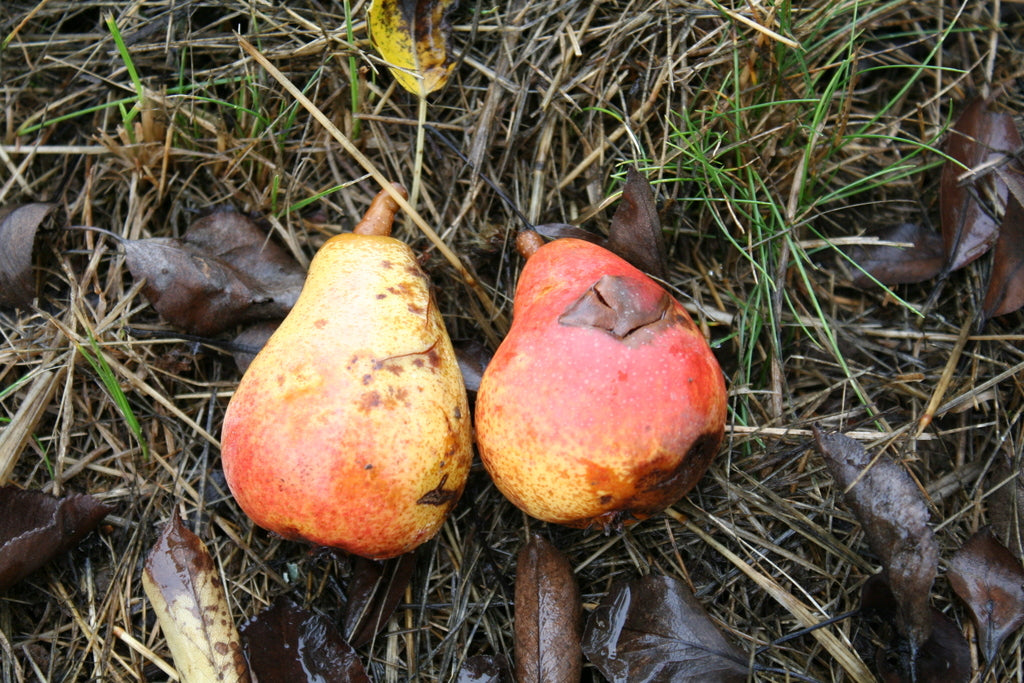 Two ripe Vermont Beauty pears with bright red cheeks