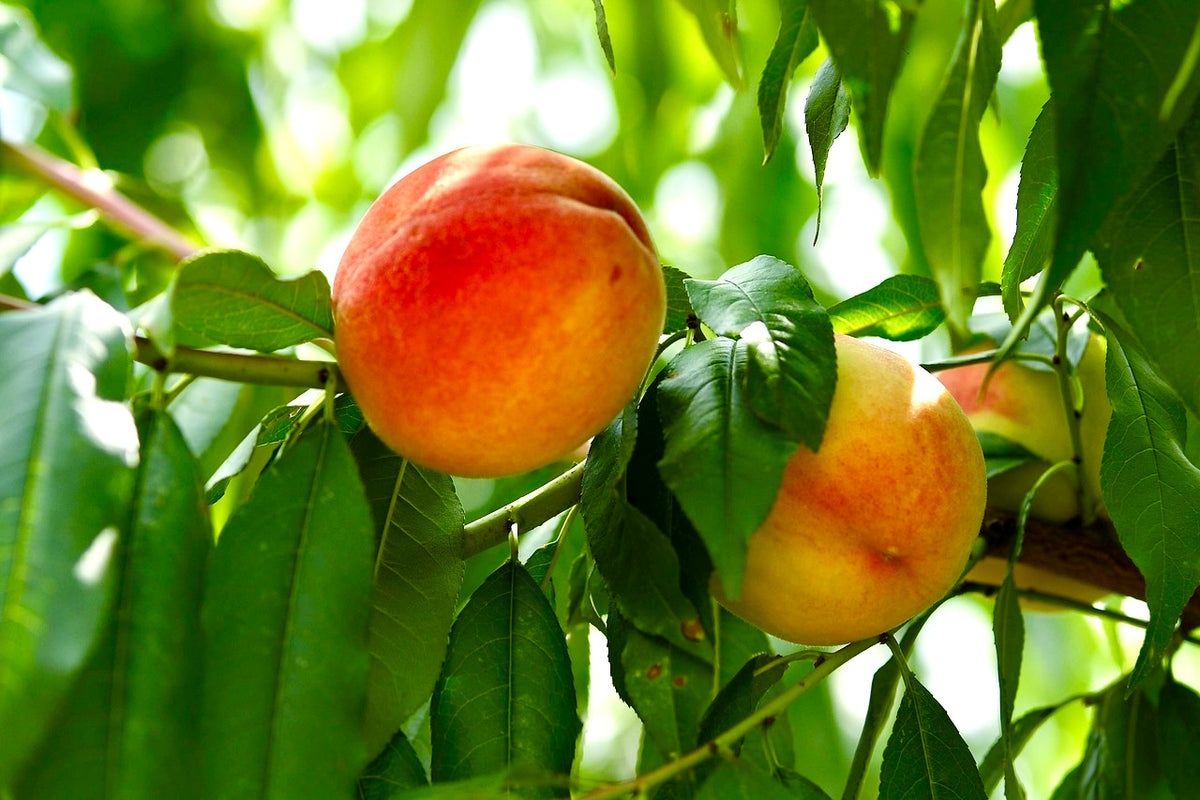 A Veteran peach ripening on the branch