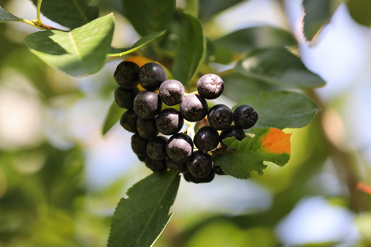 Ripe Viking aronia berries hanging in clusters