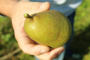 A ripe Waterville pear held in hand