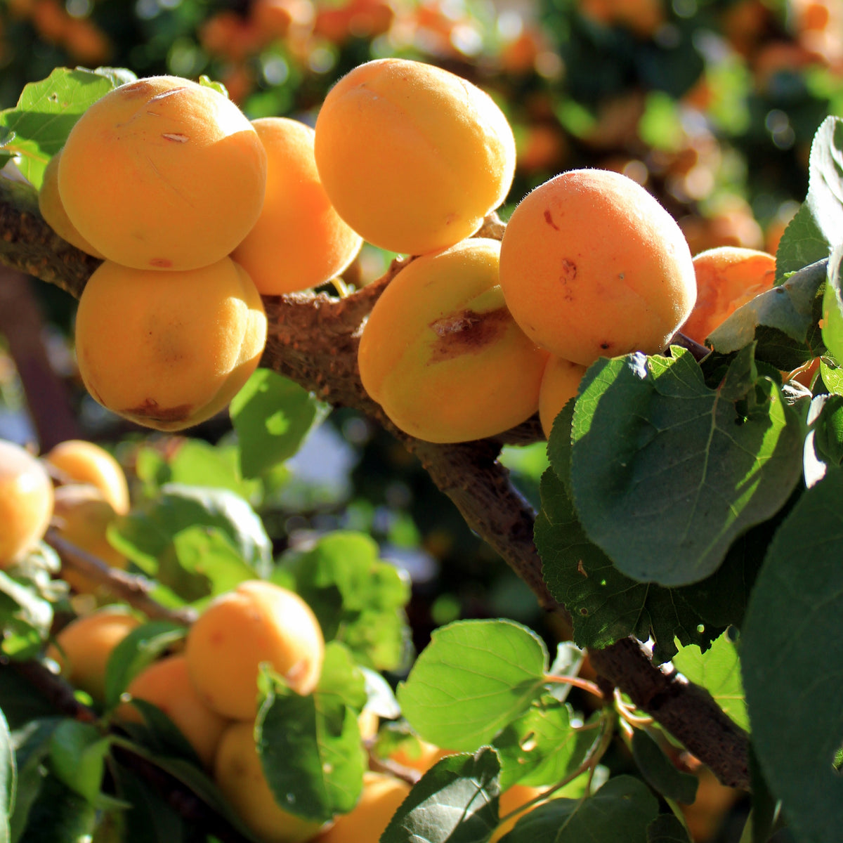 Wayne Apricot (Spring 2027)