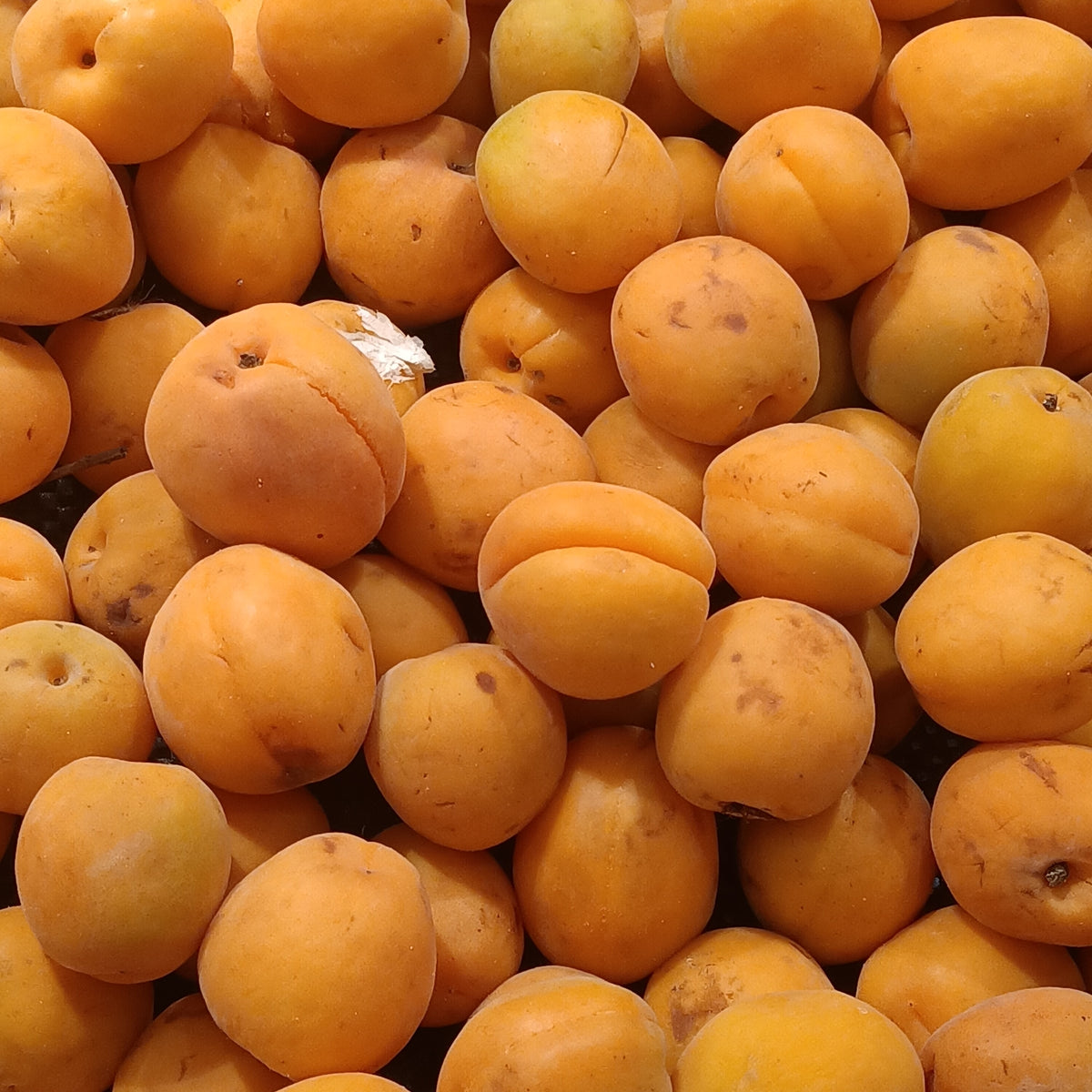 Representative photo of small apricots, not Wayne itself