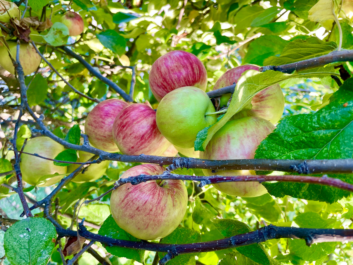 Wealthy apple seedling fruit ripening on the branch