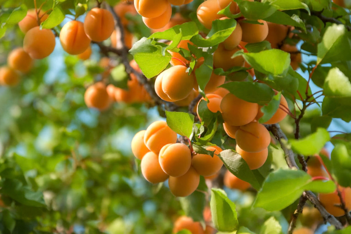 Wenatchee Moorpark apricots ripening on the branch
