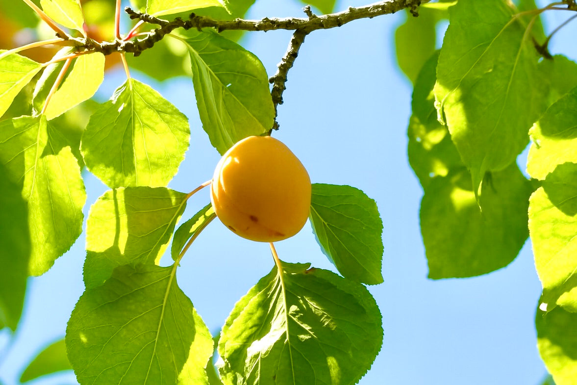 A Westcot apricot ripening on the branch