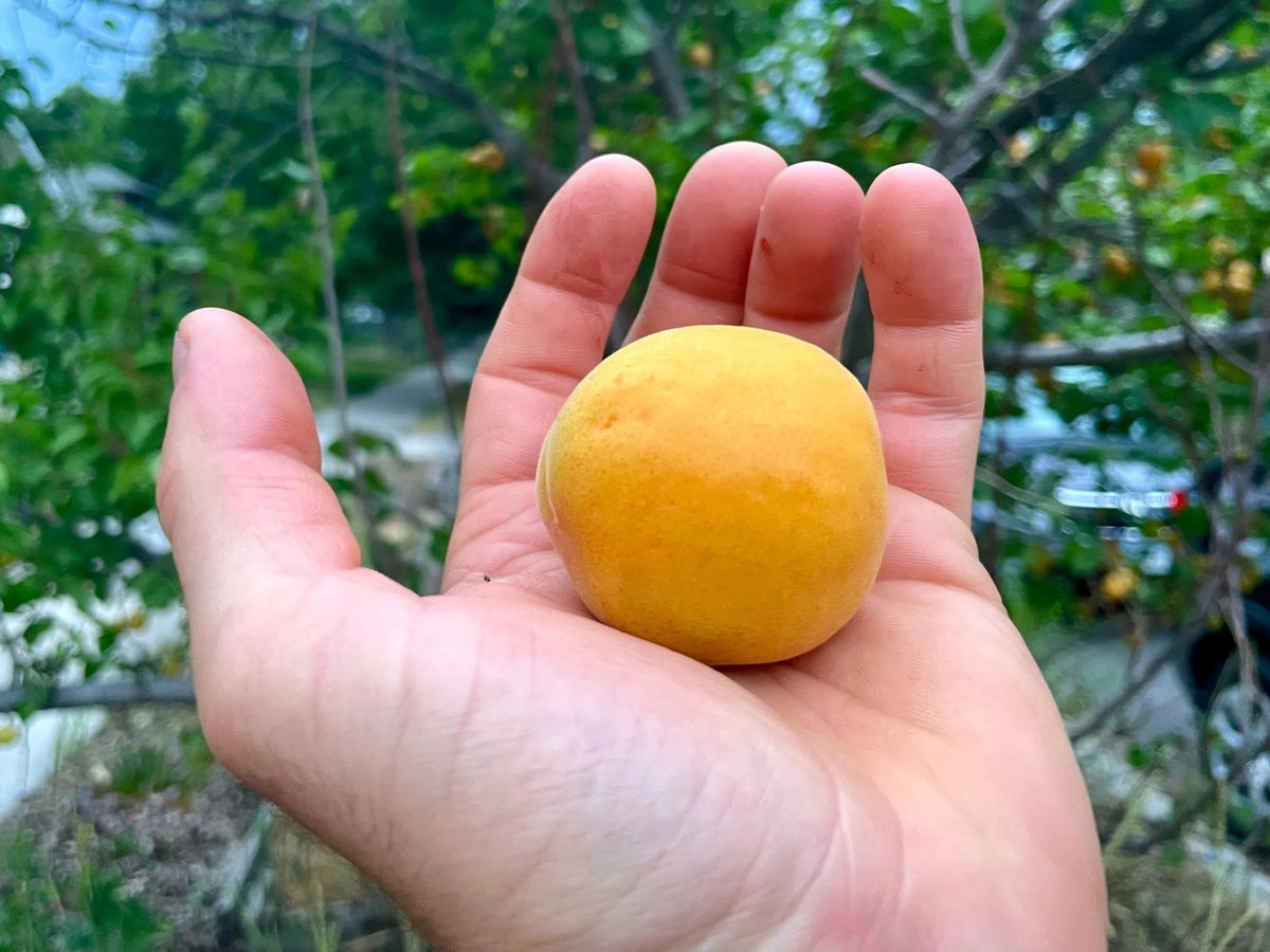 A ripe Westcot apricot held in the palm