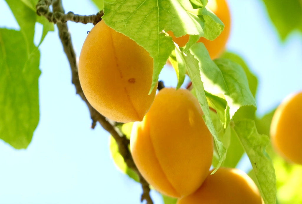 Westcot apricots ripening against a blue sky