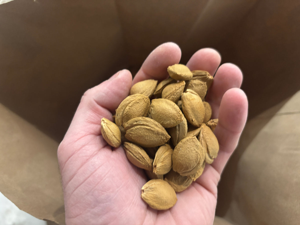 A handful of Westcot apricot seeds ready for stratification