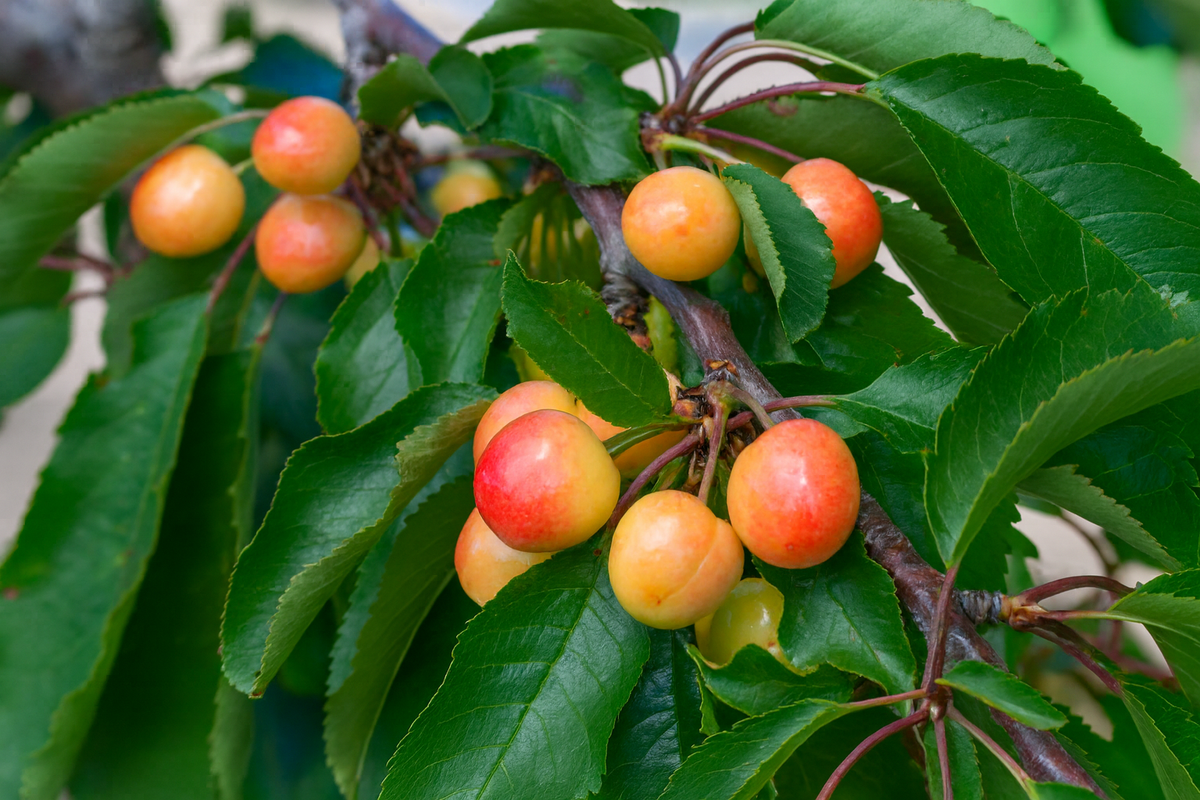 White Gold sweet cherries ripening on the branch