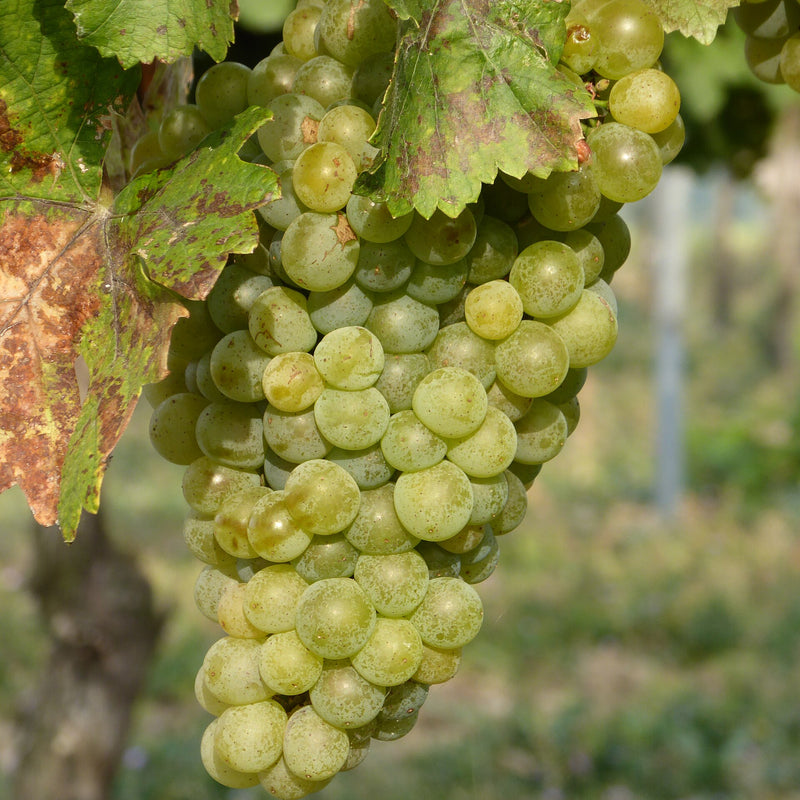 Itasca Grape (Bundle of 2) | Spring 2027