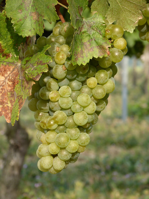 Itasca Grape (Bundle of 2) | Spring 2027
