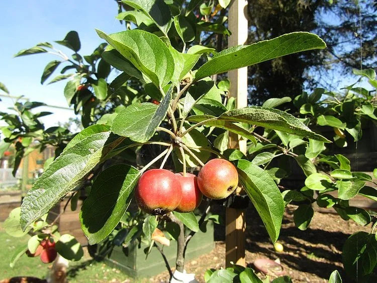 Whitney crabapples hanging on the branch
