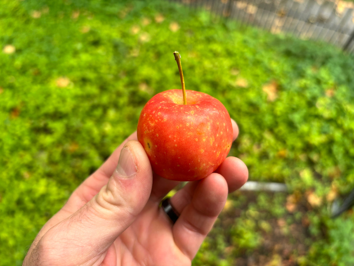 A ripe Wickson crabapple held in hand