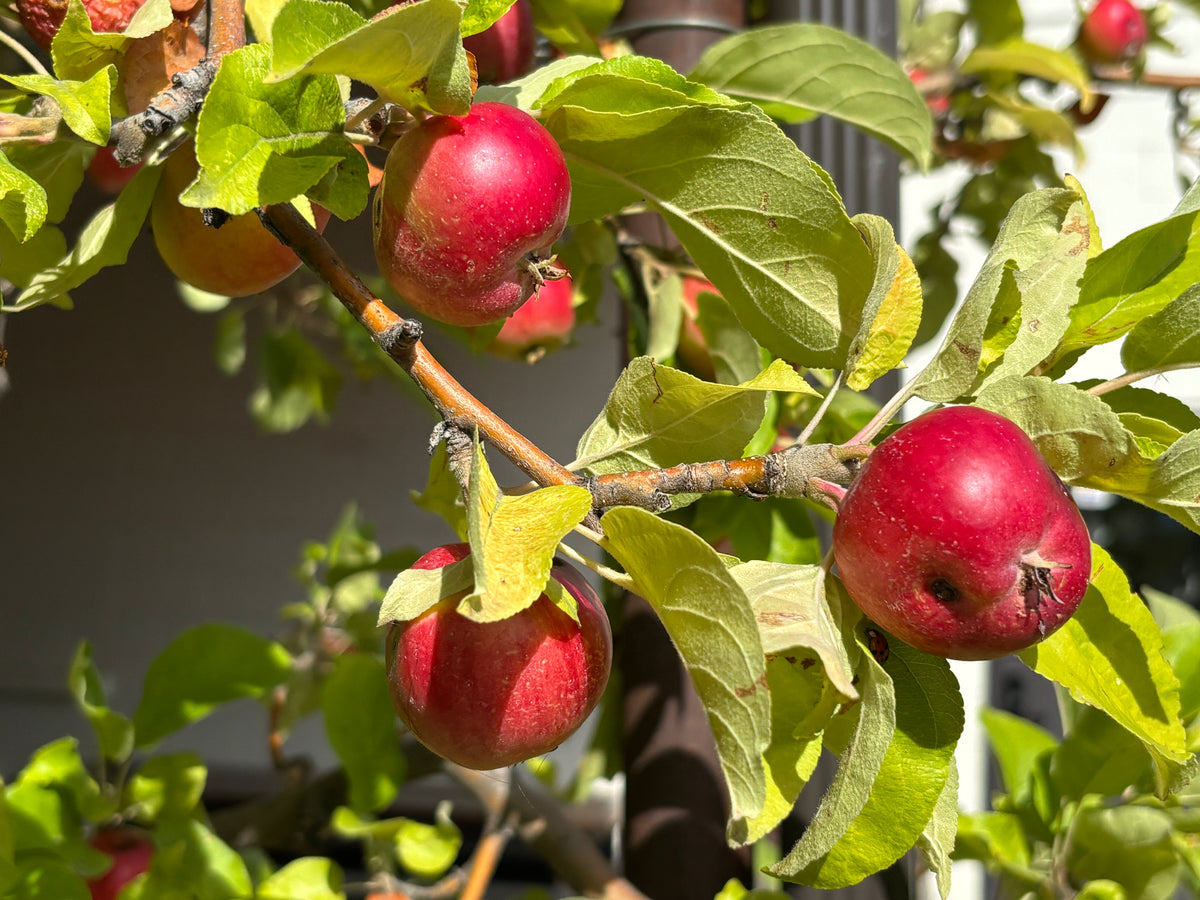 Wickson crabapples ripening on the branch
