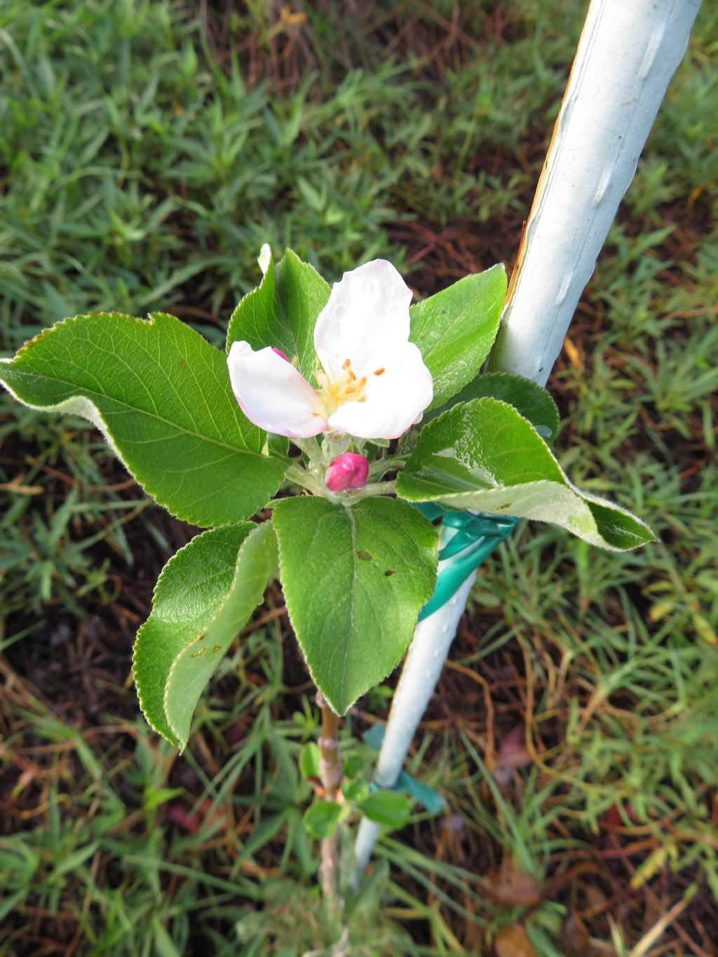 William's Pride apple blossom on a young tree