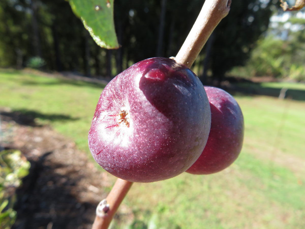 Dark purple-red William's Pride apples on the branch