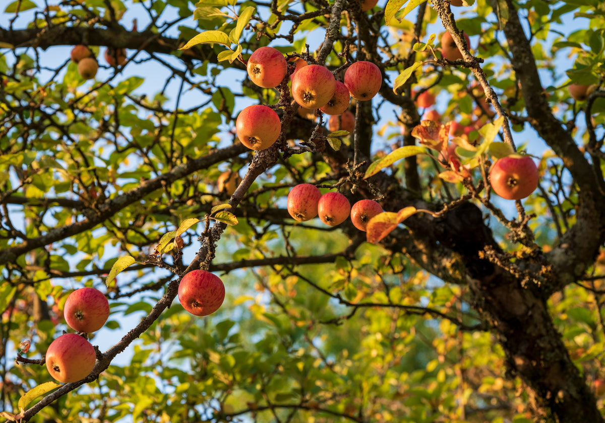 Representative photo of ripe apples on an old orchard tree, not Wise Monkey itself