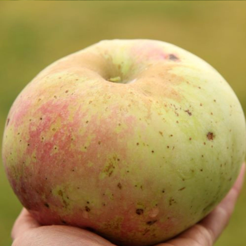 An oversized Wolf River apple held in hand