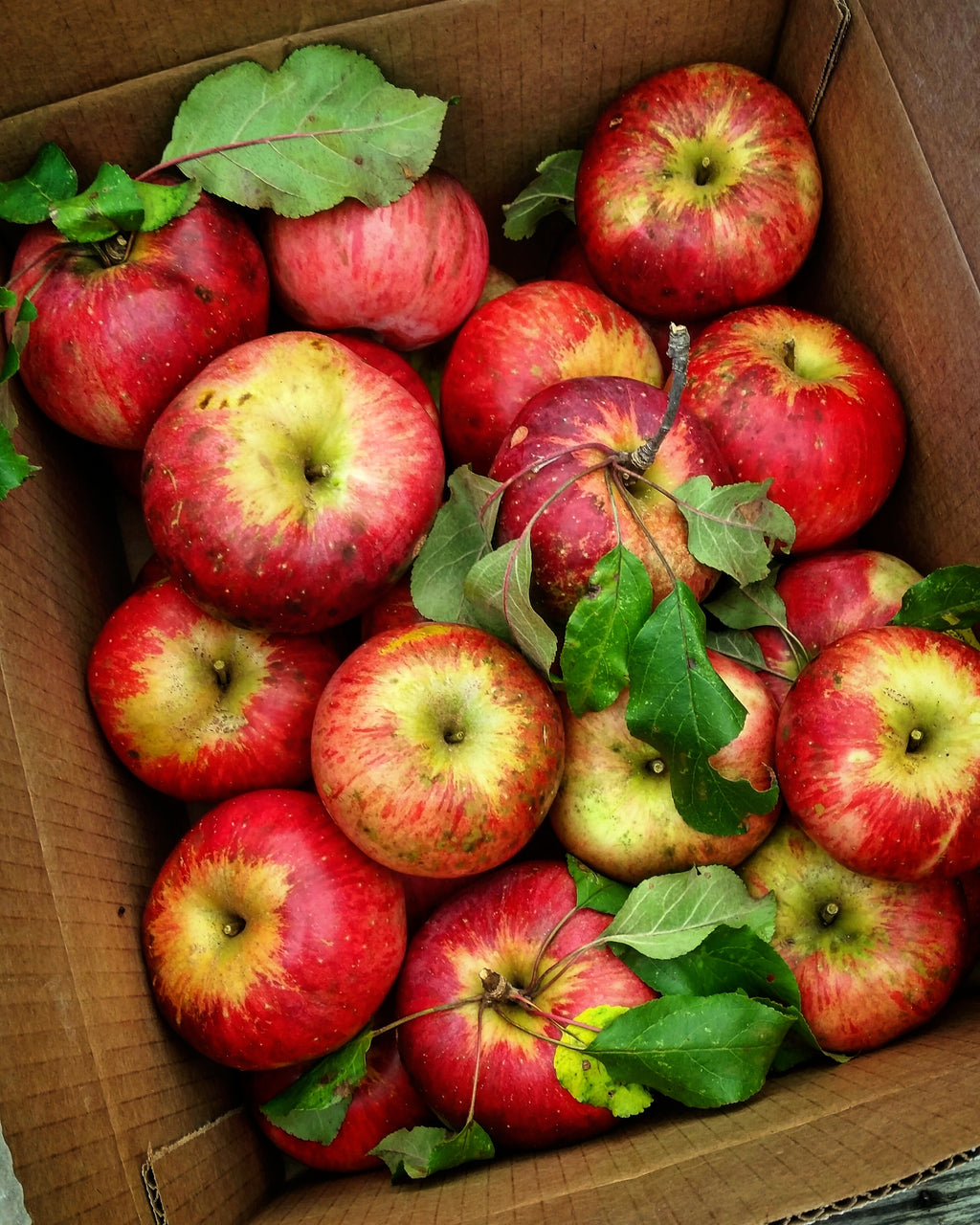 A box of freshly picked Wolf River apples with leaves