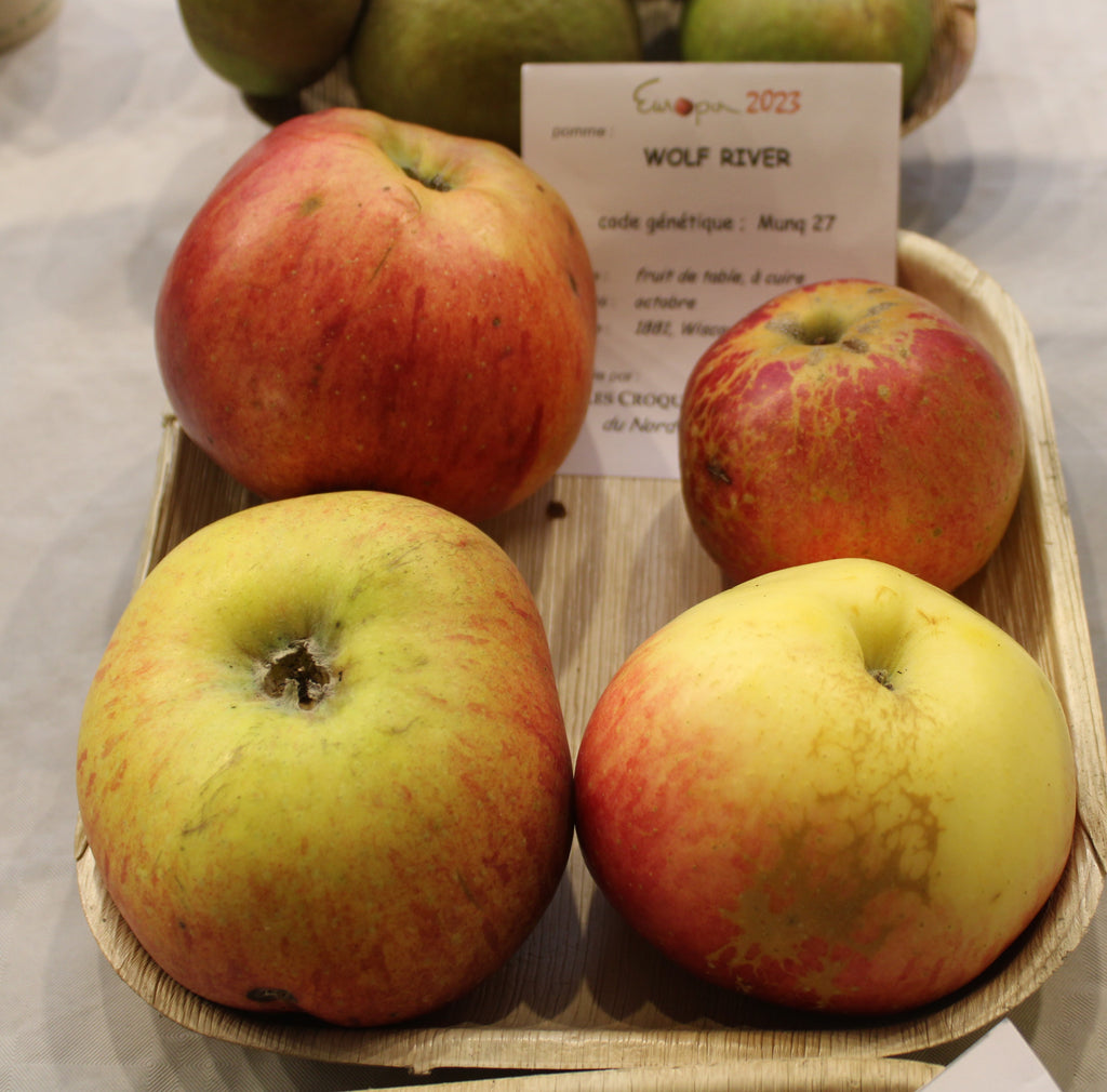 Wolf River apples on display at an apple festival