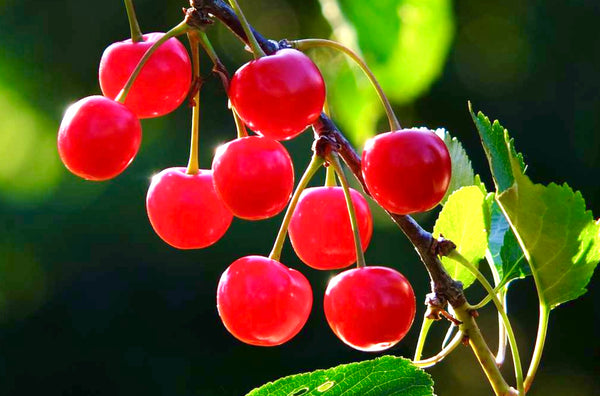 Wowza! Dwarf Cherry (Bundle of 2)