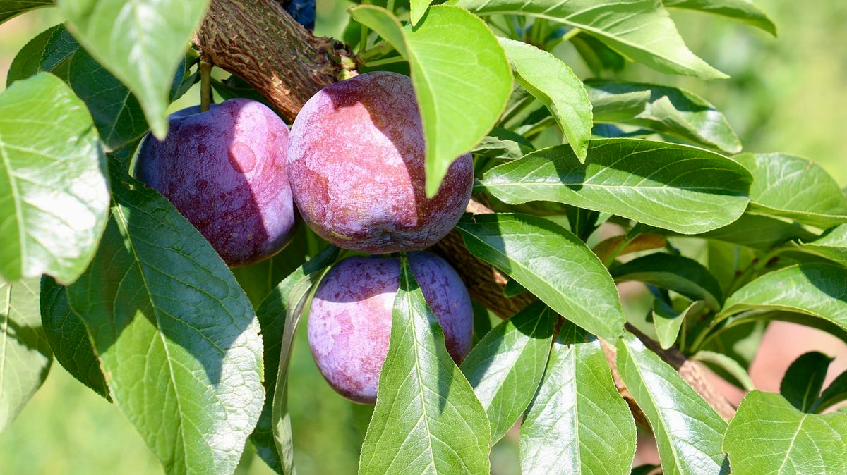 Yakima plums ripening on the branch