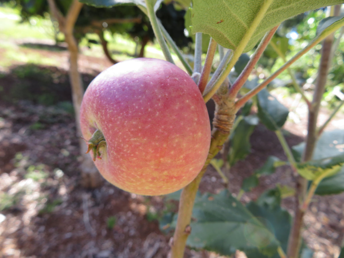 A red-striped Yates apple ripening on the branch