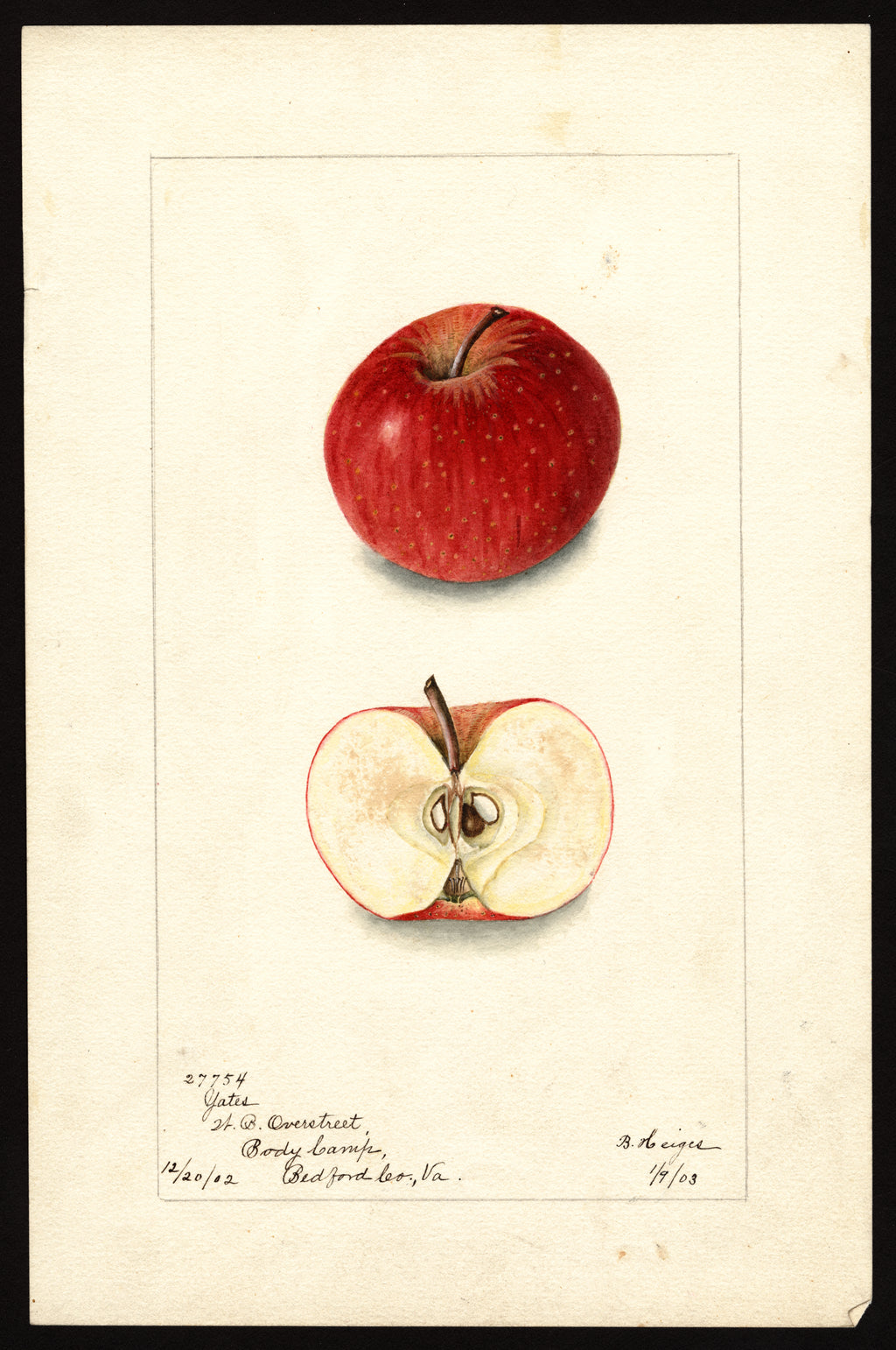 Historic USDA watercolor of the Yates apple, whole and cut