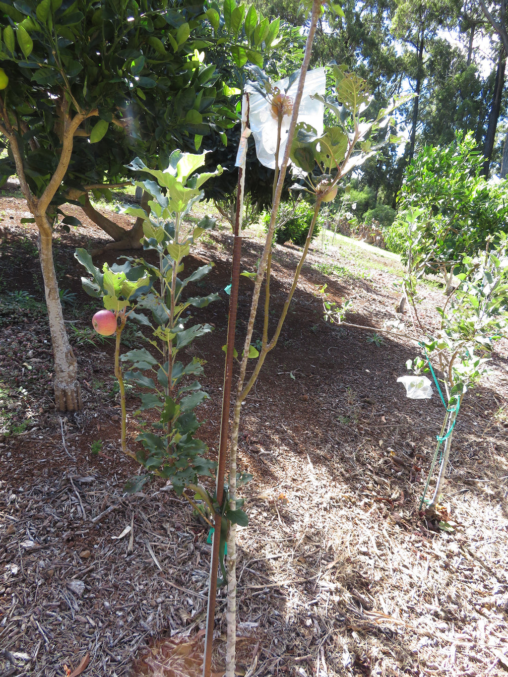 Young Yates apple tree carrying fruit