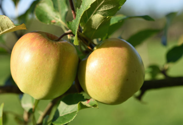 Malinda Apple (Spring 2027)