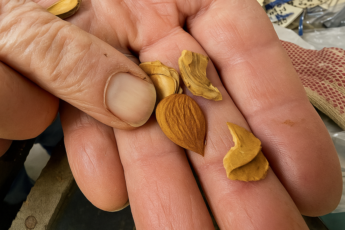 Sweet Zard apricot kernels held in the hand