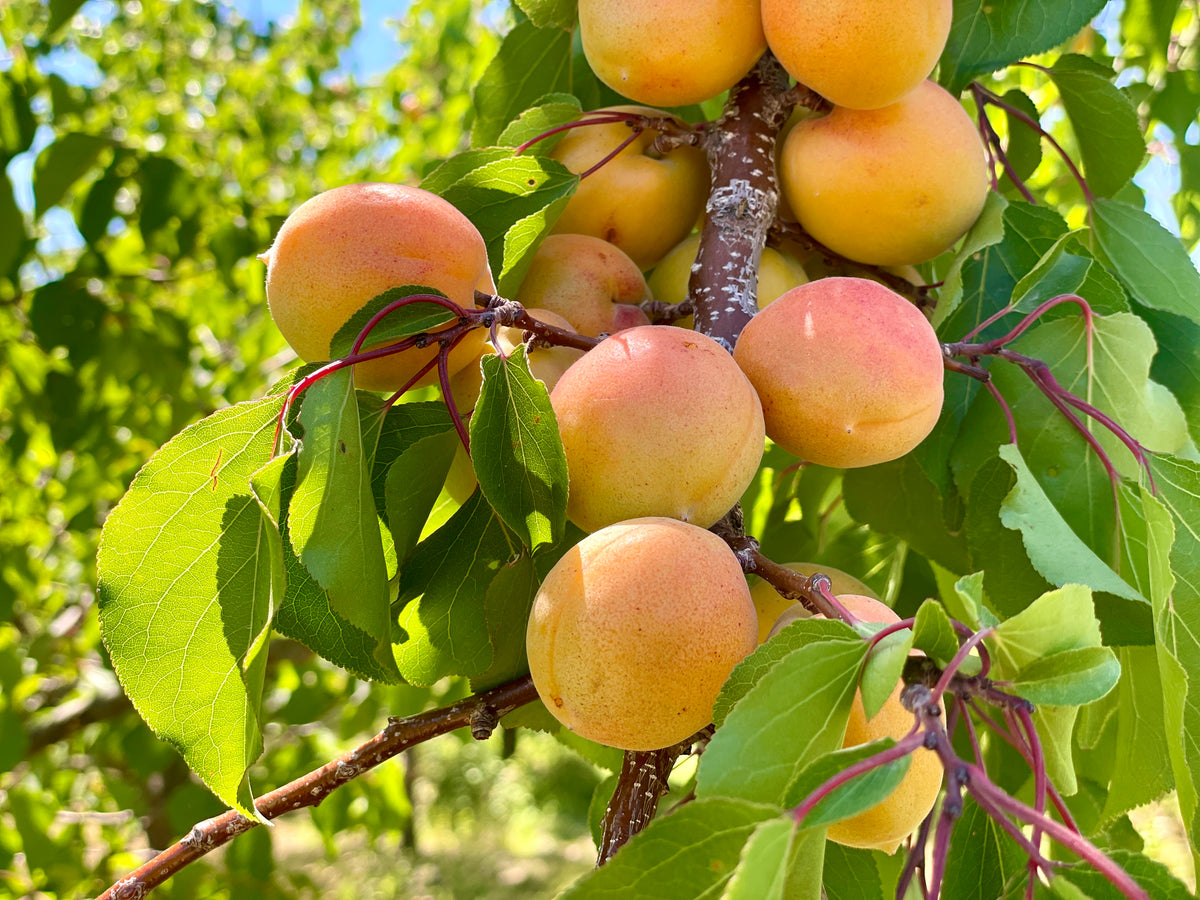 Zard apricots ripening on the branch