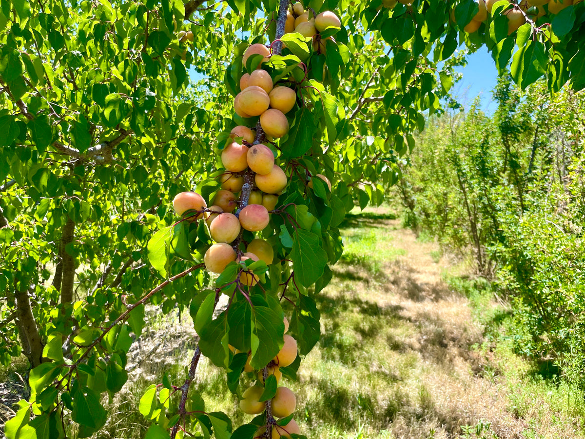 Zard apricot trees in the orchard row