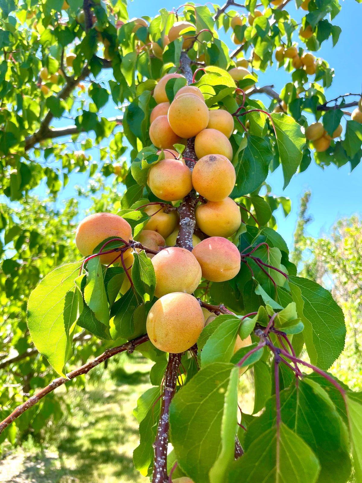 A Zard apricot tree loaded with ripening fruit