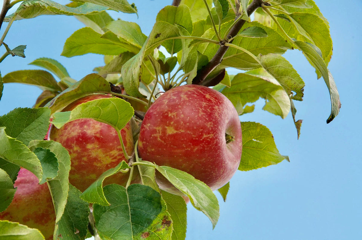 Zestar! apples ripening against a blue sky